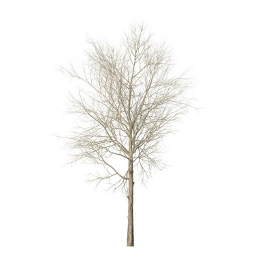 Kuru odun. Beyaz arka plan üzerinde izole. 3D render.