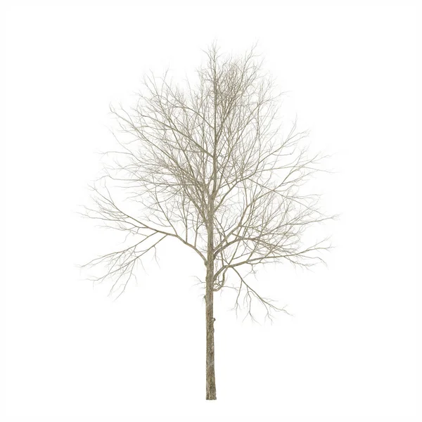 Сухое Дерево Изолированный Белом Фоне Рендеринг — стоковое фото