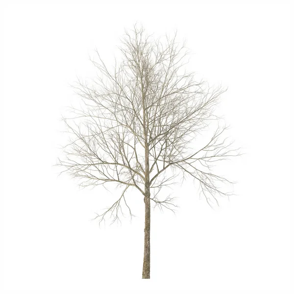 Сухе Дерево Ізольовані Білому Тлі Візуалізація — стокове фото