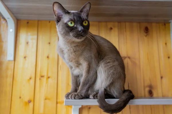 Brown Gato Birmanês Com Olhos Amarelos Está Sentado Uma Prateleira — Fotografia de Stock