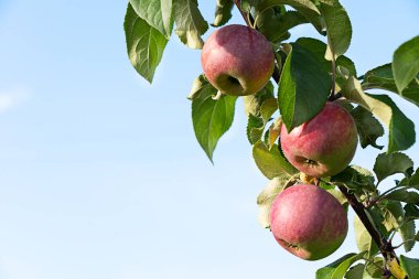 Ağaç dalında olgun yeşil ve kırmızı elmalar ve sonbaharda yeşil yapraklar, güneşli mavi gökyüzünün arka planına karşı meyve bahçesinde hasat mevsimini temsil ediyor. Kopyalama alanı ve yatay yönelimli resim