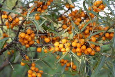 Küçük yeşil yaprakları olan kum dikenli bir dal ve sonbaharda bahçedeki hasat mevsimini temsil eden parlak turuncu deniz dikenli meyveler. Yatay yönelim resmi