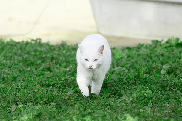 Gatto Singolo Assolutamente Bianco Con Gli Occhi Azzurri Che Camminano — Foto Stock