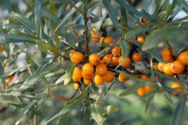Kırsal alanda güneşli bir günde parlak turuncu deniz dikenli böğürtlen ve küçük yeşil yapraklarla dolu kum dikenli bir dal. Yatay yönelim resmi 