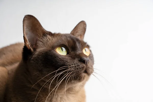 Imagem Com Foco Seletivo Cabeça Gato Birmanesa Raça Pura Doméstica — Fotografia de Stock