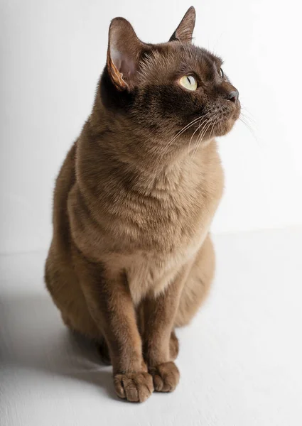 Retrato Gato Doméstico Raça Pura Birmanesa Cor Chocolate Marrom Com — Fotografia de Stock