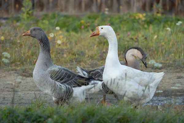 Trois Oies Promènent Sur Chemin Terre Dans Une Campagne Prairie — Photo