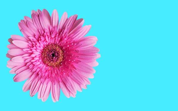Egyedülálló Lila Rózsaszín Gerbera Százszorszép Virág Fej Pollen Ellen Fényes — Stock Fotó