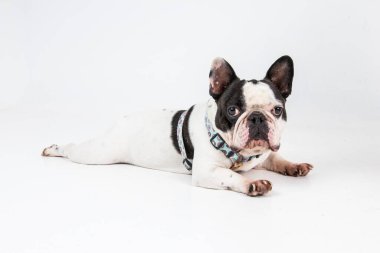 Gülen bron Fransız bulldog
