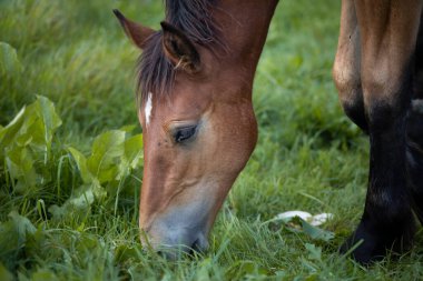 Atlar yeşil çayırda otluyor..
