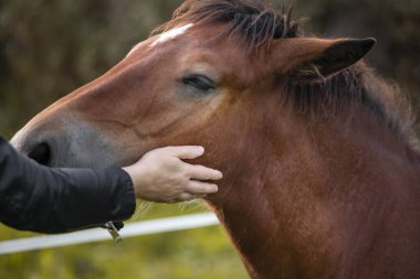 Atlar yeşil çayırda otluyor..
