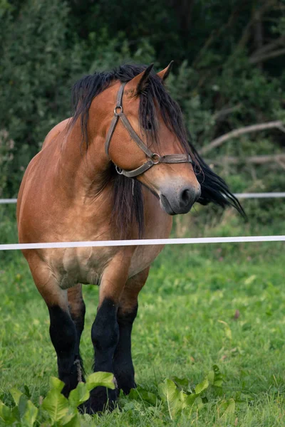 Paarden Grazen Groene Weide — Stockfoto