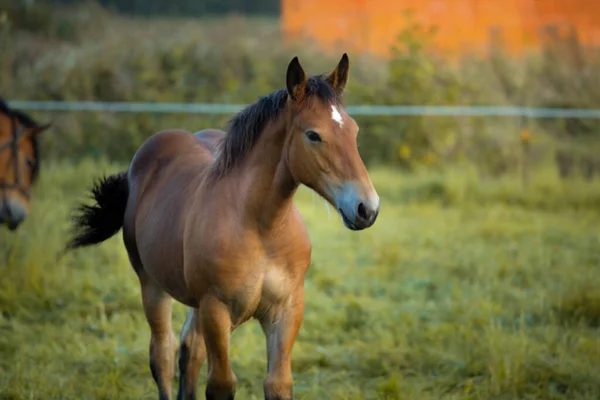 Cavalos Pastam Prado Verde — Fotografia de Stock
