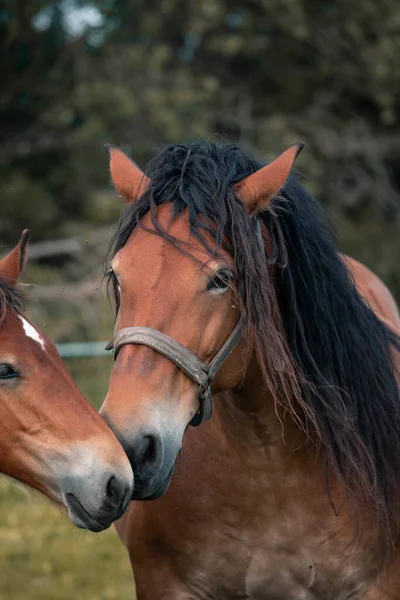 Paarden Grazen Groene Weide — Stockfoto