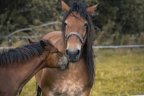 Paarden Grazen Groene Weide Een Jong Veulen Knuffelt Zijn Moeder — Stockfoto