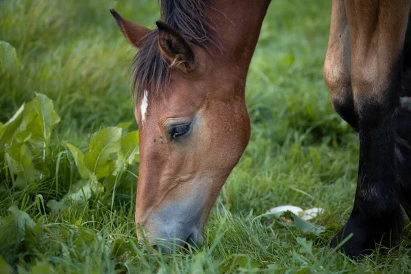 Cavalos Pastam Prado Verde — Fotografia de Stock