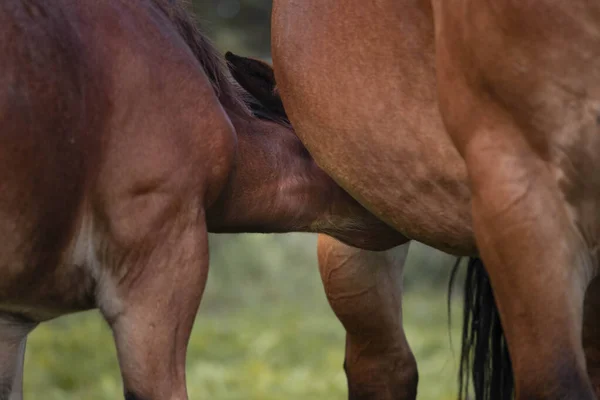 Hästarna Betar Den Gröna Ängen Ett Ungt Föl Gosar Fram — Stockfoto