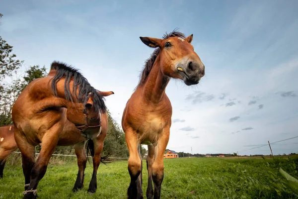 Paarden Grazen Groene Weide — Stockfoto