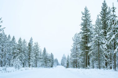 Kar Lapland Finland, Kuzey Avrupa, güzel karlı kış orman manzara arka planda tarafında yol yol ve çam ağaçlarıyla kaplı