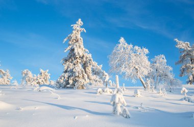 Lapland Finland, Kuzey Avrupa, güzel karlı kış orman manzara arka planda açık mavi gökyüzü ile güneşli gün karla kaplı ağaçlar