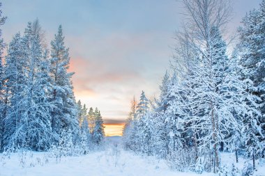 Lapland Finland, Europe mutlu yeni yıl karla kaplı çam ağaçları ile güzel ve dramatik kış günbatımı manzara manzara panoramik görünüm