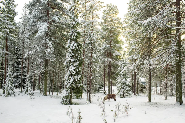 Snowy orman ile uzun boylu çam ağaçları ve kış aylarında Ren geyiği Lapland Finland, sezonun tebrik Noel içinde güzel doğal görünümü