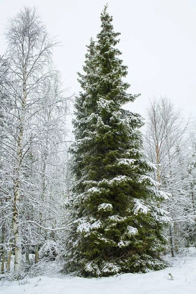Uzun boylu yeşil çam ağaçları kış, Noel ağacı manzara, tatil ve mevsim tebrik, Lapland Finland, dikey atış karla kaplı 