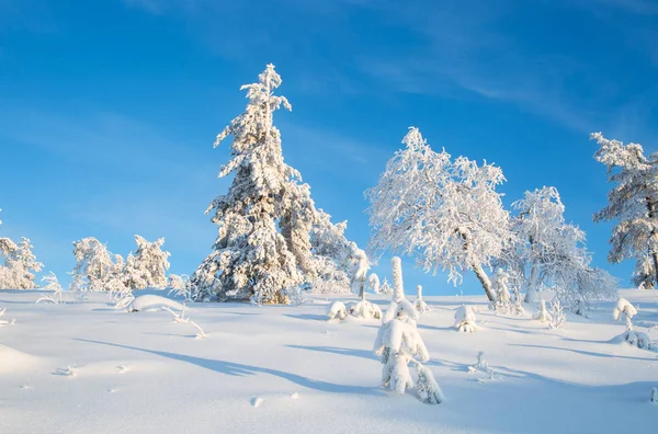 Árboles Cubiertos Nieve Día Soleado Con Cielo Azul Claro Laponia — Foto de Stock