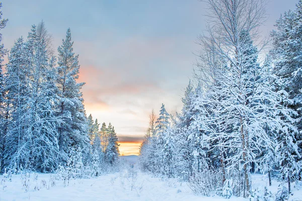 Lapland Finland, Europe mutlu yeni yıl karla kaplı çam ağaçları ile güzel ve dramatik kış günbatımı manzara manzara panoramik görünüm