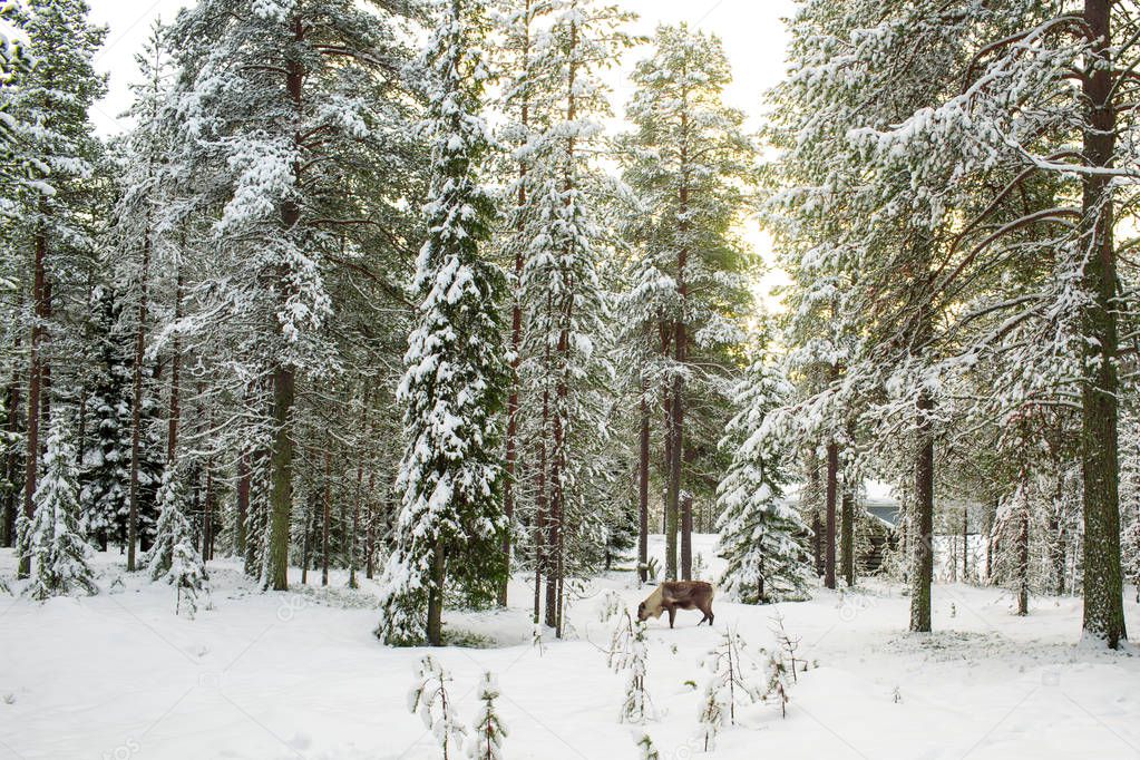 Beautiful Scenic View Of Snowy Forest With Tall Pine Trees And A Reindeer  During Winter In Lapland Finland, Season's Greeting Christmas