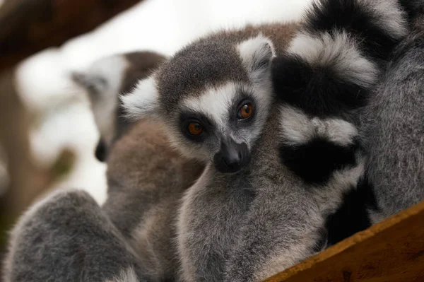 Lémure Cauda Anelada Lemur Catta — Fotografia de Stock