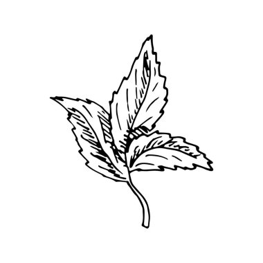 Beyaz arka planda izole edilmiş tatlı biberli vizon yaprağı dalı. Vektör el çizimi çizimi taslak çizim tarzında. Çay, baharat, tıbbi bitki, fesleğen, maydanoz, yiyecek için baharat.