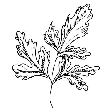 Kişniş yapraklı dal beyaz arka planda izole edilmiş. Salata, et ve baharat karışımı. Vektör el çizimi çizimi taslak çizim tarzında. Kebap, yeşillik ve sebze kavramı.