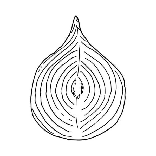 Metade Vegetal Cebola Fresca Isolado Fundo Branco Desenho Vetorial Ilustração —  Vetores de Stock