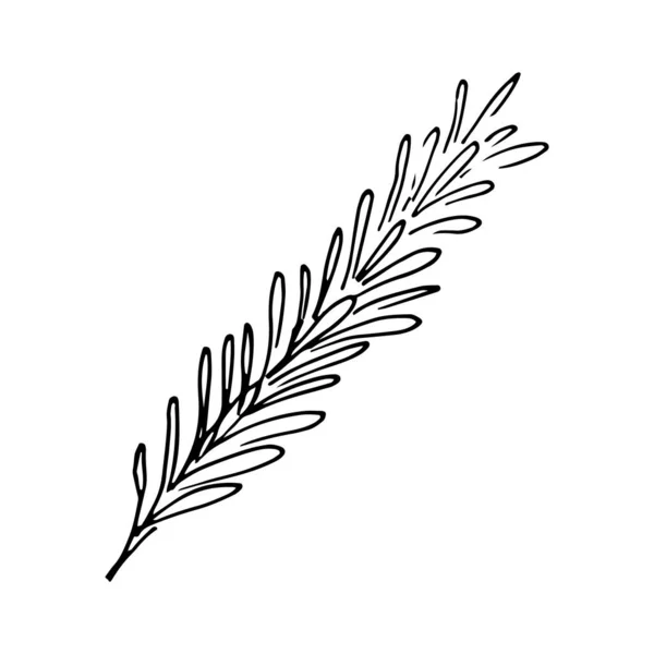 Rosmarin Gewürzpflanze Isoliert Auf Weißem Hintergrund Vektorskizze Illustration Doodle Outline — Stockvektor