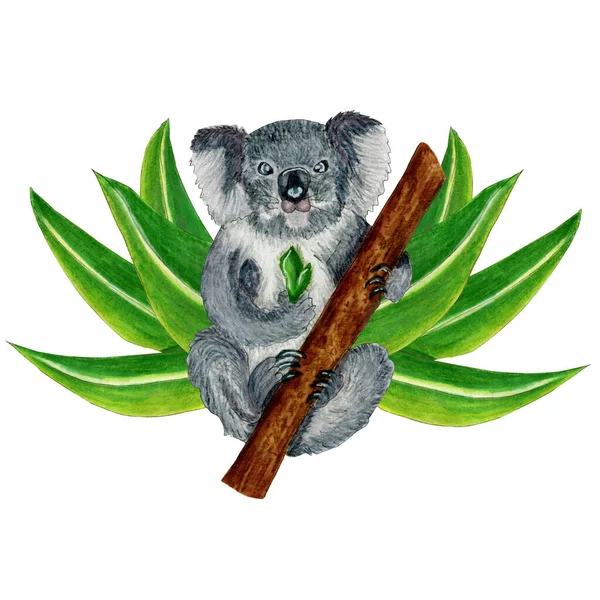 Koala Binatang Australia Lucu Duduk Pohon Eukaliptus Dengan Daun Penanda — Stok Foto