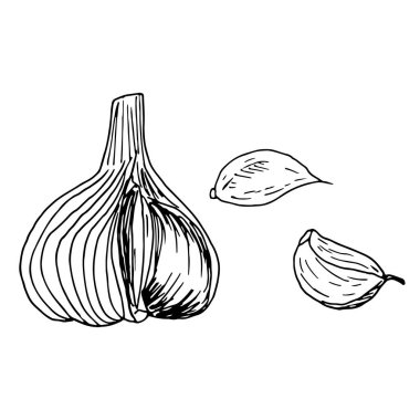 Beyaz arka planda izole edilmiş sarımsak ve karanfil. Vektör el çizimi çizimi, dooodle taslak tarzında. Baharat, sebze, sos, salata, antiseptik, lezzetli.