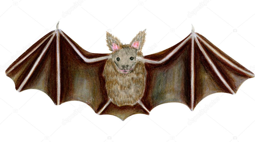 Flying bat isolated on white background. Halloween concept and symbol. Animal illustration. Watercolor markers hand drawn drawing in realistic cartoon. Scary, night vampire, danger, autumn october