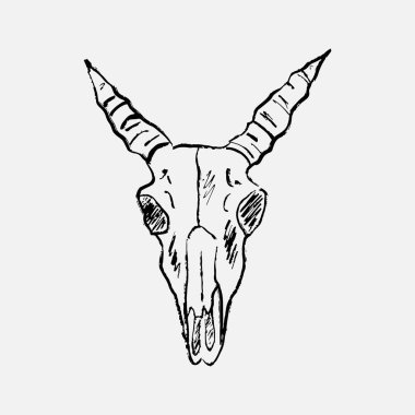 Büyük boynuzlu, mistik ve ürkütücü bir şekilde el çizimi bir keçi kafatası. Vintage vektör çizimi. Cadılık öğesi, Cadılar Bayramı tasarımı, cadı malzemeleri.