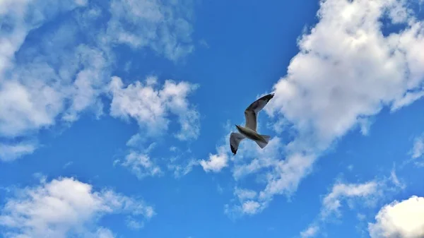 Bird flying / soaring in the blue sky, summer or spring landscape. Abstract sky and happiness background. Freedom concept. Symbol of liberty and freedom. Lonely seagull in air. Individuality concept.