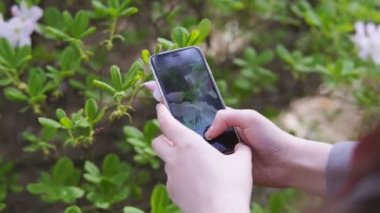 Akıllı telefonda beyaz çiçeklerin fotoğrafını çeken genç kadının eli, yavaş çekim