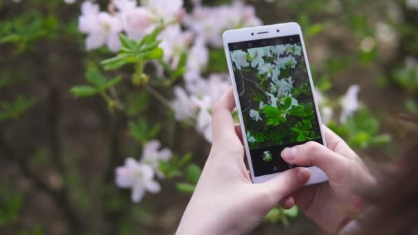 La mano femenina toma fotos de flores blancas con teléfono inteligente móvil, cámara lenta — Vídeo de stock