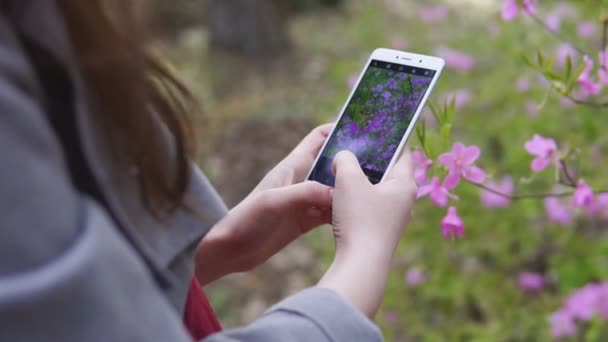 Primer plano de la mujer joven tomando fotos de flores rosadas en el teléfono inteligente, cámara lenta — Vídeos de Stock