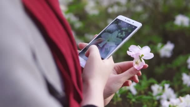 美しい白い春の花を持っている女性と彼女のスマートフォンでそれを撮影 — ストック動画