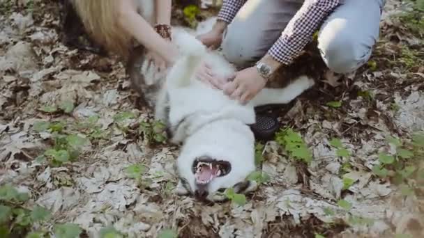 Cute young couple having fun in park with their friend husky dog on a bright day — Stock Video