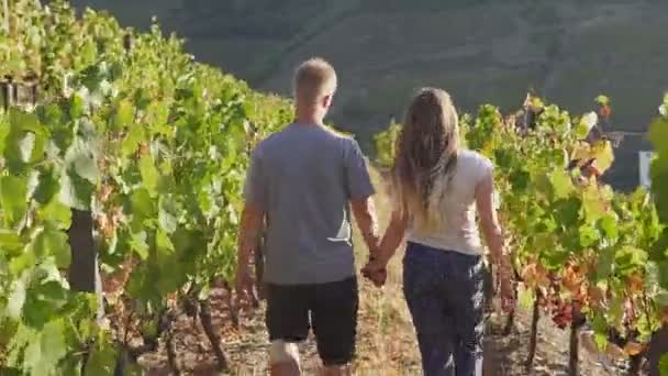 Vista trasera de la pareja cogida de la mano y caminando al atardecer a través del viñedo — Vídeos de Stock
