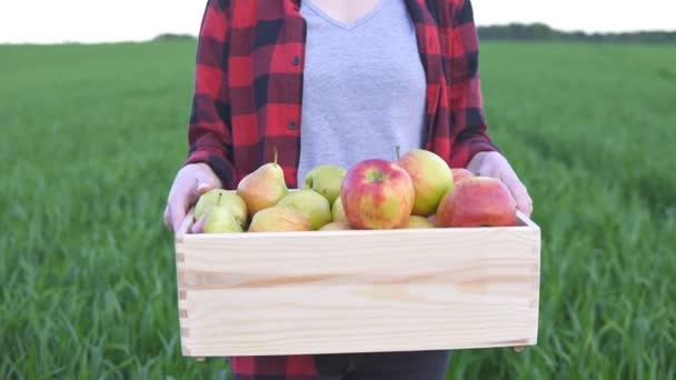 Close up di donna contadina azienda scatola di legno con frutta e va attraverso il campo, rallentatore — Video Stock