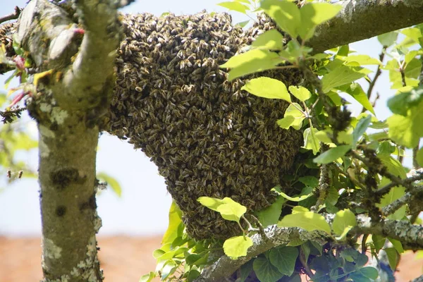 Bienenvolk Fliegt Zur Neuen Königin Stockfoto