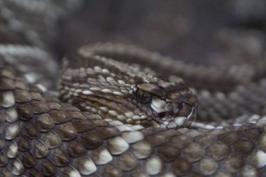 Çıngıraklı yılan kafası yakın planda.