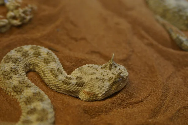 Horn Homokvipera Közelről — Stock Fotó